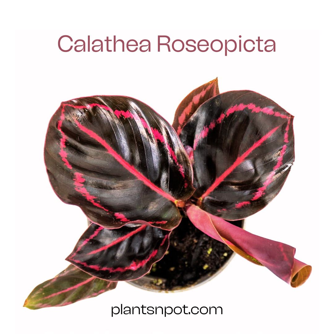 Calathea roseopicta