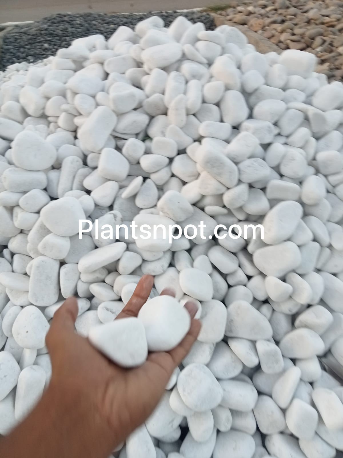 White stones- Plantsnpot.com