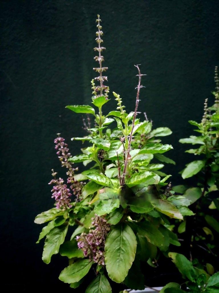 holy_basil-tulsi-transformed