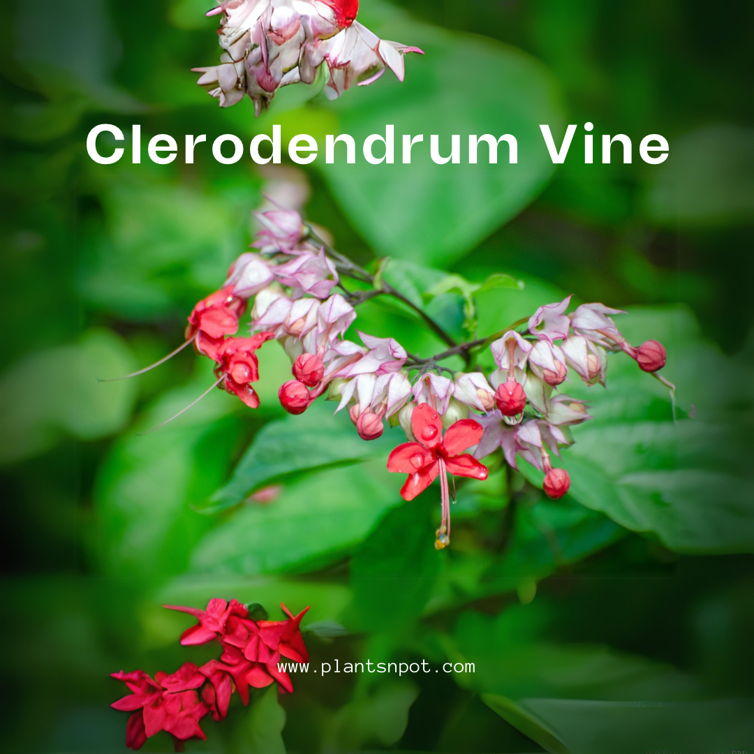 Clerodendrum