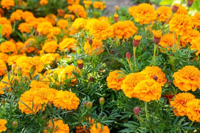 marigold