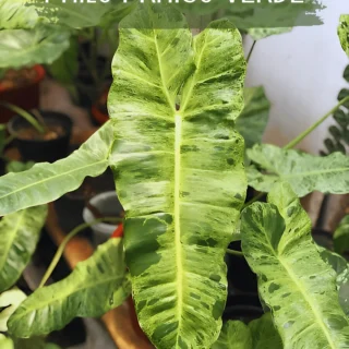 praiso verde philodendron