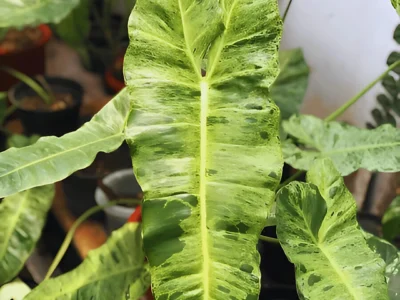 praiso verde philodendron