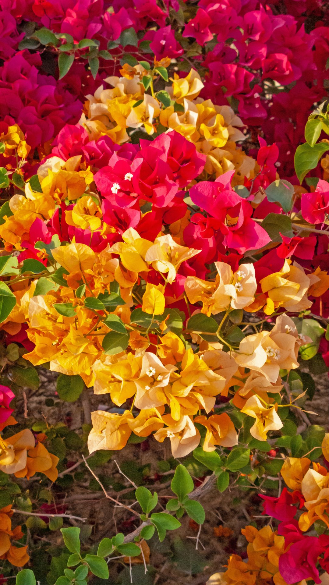 🌸✨ One plant, FIVE colors!
The rare Multi-Grafted 5 Color Bougainvillea is finally in Karachi.
Perfect for garden makeovers or bougainvillea collectors who want something truly unique. 🌿
‼️Safe Delivery Guranteed!
📩 Limited stock – Order now via WhatsApp or DM.

#Bougainvillea #KarachiPlants #PlantsNPots #flower #FlowerLover #GardenMakeover #MultiGraftedBougainvillea #Plants