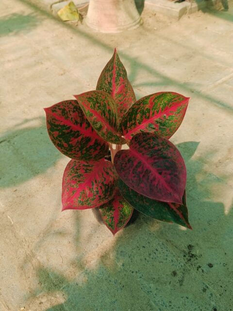 Aglaonema Plants