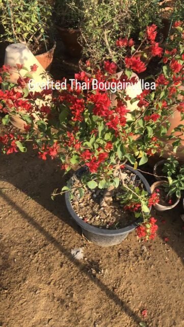 Get ready to dazzle with our Multi Colour Grafted Thai Bougainvillea! Vibrant, healthy, and perfectly acclimatised plants, available for delivery all over Karachi. Bring some sunshine into your life!🌸
 #bougainvillea #flowers #autumn #plants #green #beauty #fyp #plantsnpots