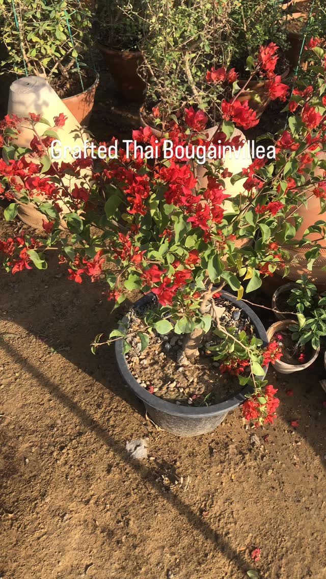 Get ready to dazzle with our Multi Colour Grafted Thai Bougainvillea! Vibrant, healthy, and perfectly acclimatised plants, available for delivery all over Karachi. Bring some sunshine into your life!🌸
 #bougainvillea #flowers #autumn #plants #green #beauty #fyp #plantsnpots