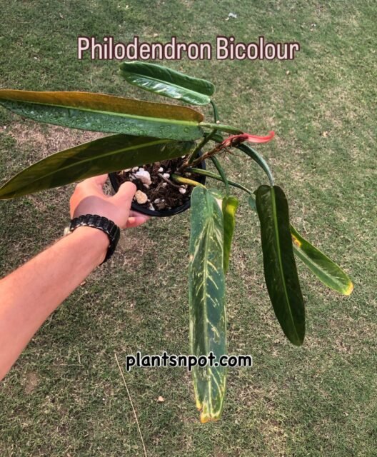 Philodendron bicolour 💚 Two tones, one statement plant.
To order:Whatsapp 03181482014 or DM#philodendronbicolor #philodendron #philo #plants #plantsnpots