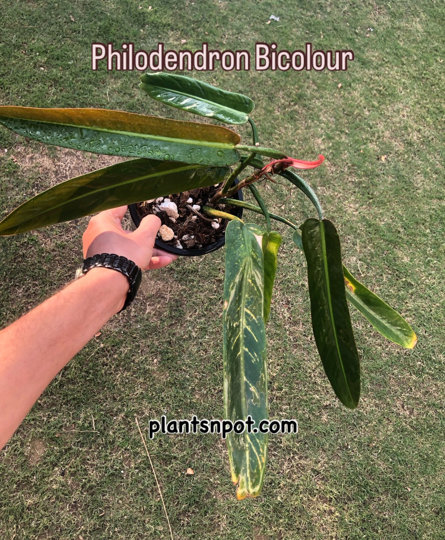Philodendron bicolour 💚 Two tones, one statement plant.
To order:Whatsapp 03181482014 or DM#philodendronbicolor #philodendron #philo #plants #plantsnpots