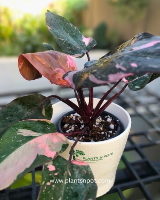 Meet the Pink Princess Marble King 👑
Bold marble variegation with stunning pops of pink—each leaf completely unique.
✨ Healthy • Premium quality • Collector favorite
📦 Delivery available all over 🇵🇰| 💬 DM for price
🔗 https://plantsnpot.com

#PinkPrincess #MarbleKing #RarePlantsForSale #Plantsnpots #PlantShop