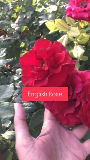 ⚠️Only for Rose Lovers🌹
Grab these full mature Rose plants at your door step.
Delivery only in Karachi
Whatsapp 03181482014
‼️Limited Stock

#englishrose #rose #flower #garden #plantsofinstagram