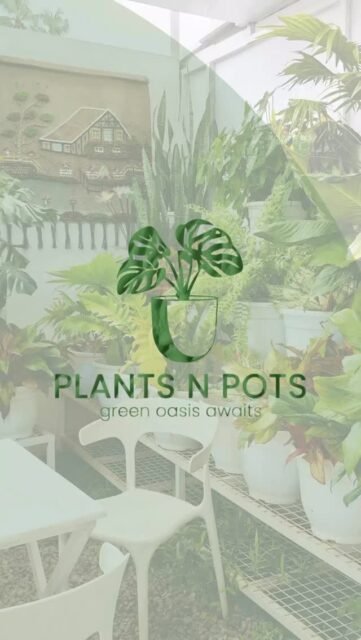 Warning: These imported beauties may cause plant addiction 🌱😌
Which one caught your eye?👀#plants #homedecor #viralreels #indoorplants #plantsnpots