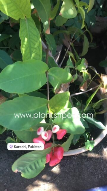 Rose Apple Plant
#fruit #homegarden #roseappleplant #viral #fyp