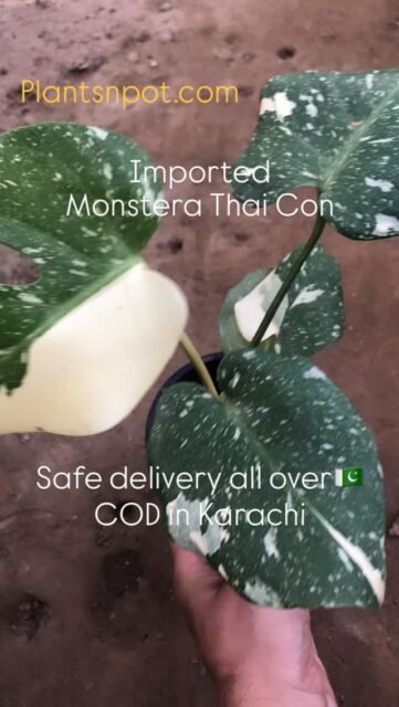 Rare plant lovers کہاں ہیں؟ 👀🌱
Monstera Thai Constellation available — پہلے آئیں، پہلے پائیں! 💫
#instamood #growth #plants #monstera #monsterathaiconstellation