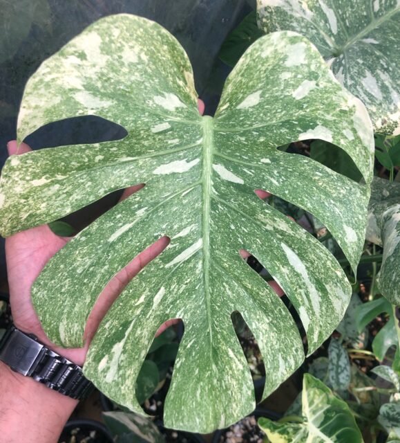 Monstera ‘Green Snow’ is a rare, highly sought-after genetic mutation derived from the popular Monstera ‘Thai Constellation’ lineage. Unlike a typical Thai Constellation which features large, bold blocks of creamy yellow, the Green Snow variety is prized for its fine, dense, and uniform speckling that mimics a gentle snowfall across rich green leaves.