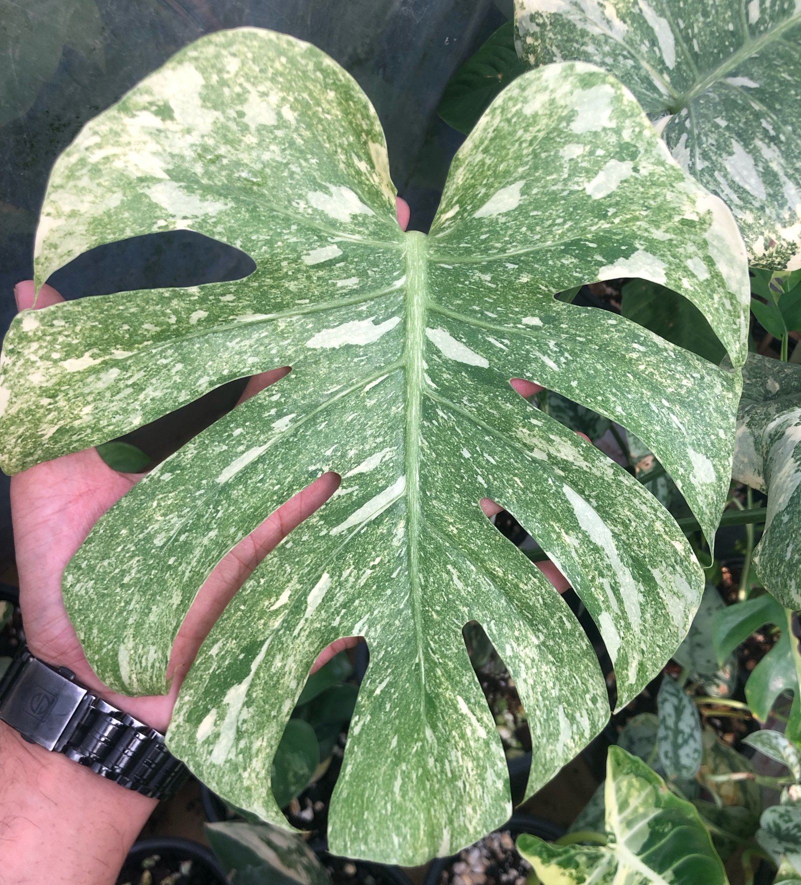 Monstera ‘Green Snow’ is a rare, highly sought-after genetic mutation derived from the popular Monstera ‘Thai Constellation’ lineage. Unlike a typical Thai Constellation which features large, bold blocks of creamy yellow, the Green Snow variety is prized for its fine, dense, and uniform speckling that mimics a gentle snowfall across rich green leaves.