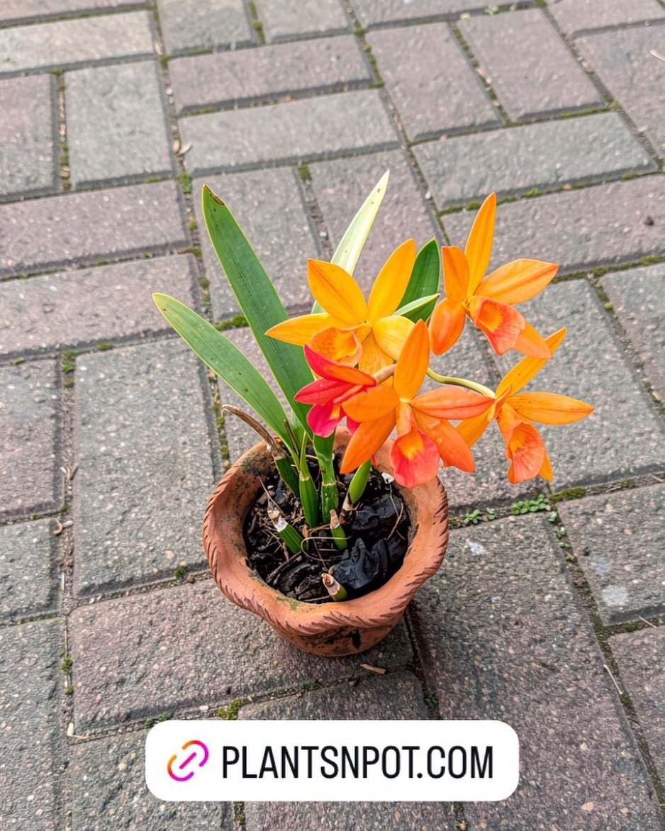 #Orchid