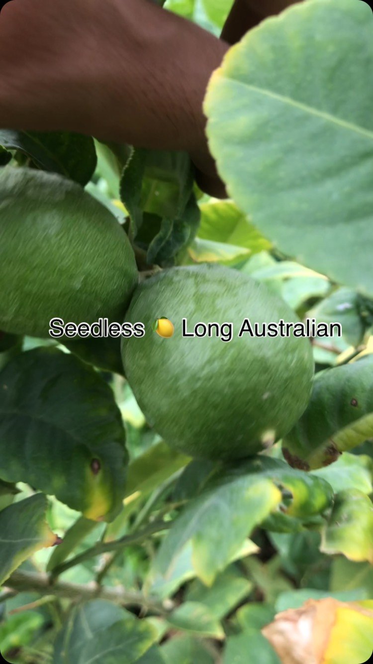 The holy grail of citrus has arrived. 🌿🍋 Endless flavor and completely seedless—grow your own fresh harvest with Plantsnpot.com#plantsnpots #plants #kitchengardening #lemon