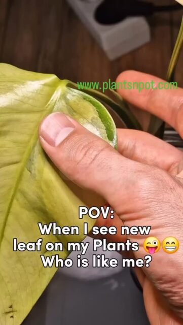 Who is alike? Tag your friend🙂

#plants #plantsofinstagram #karachi