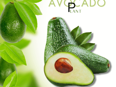 Avocado Fruit Plant