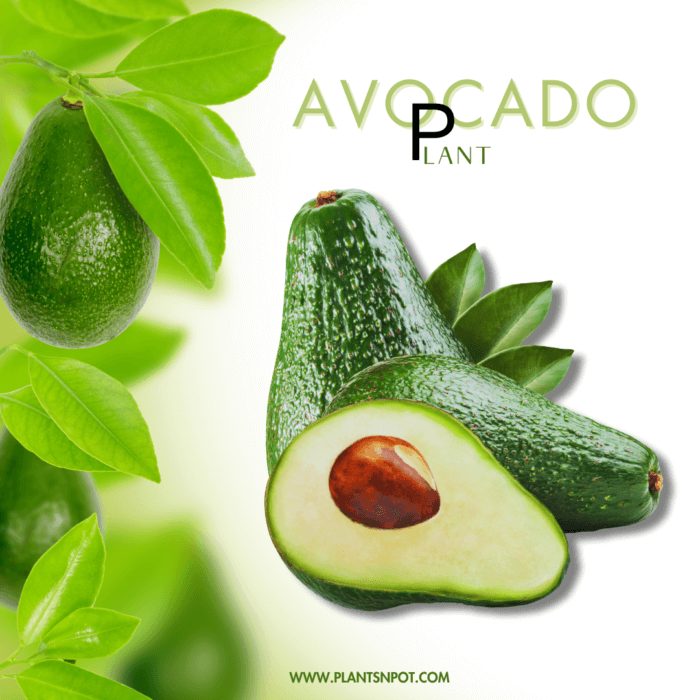 Avocado Fruit Plant