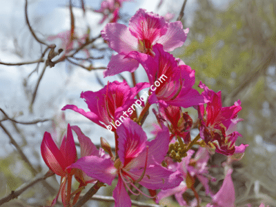 Bauhinia Variegata - Camel’s Foot Tree - Kachnar
