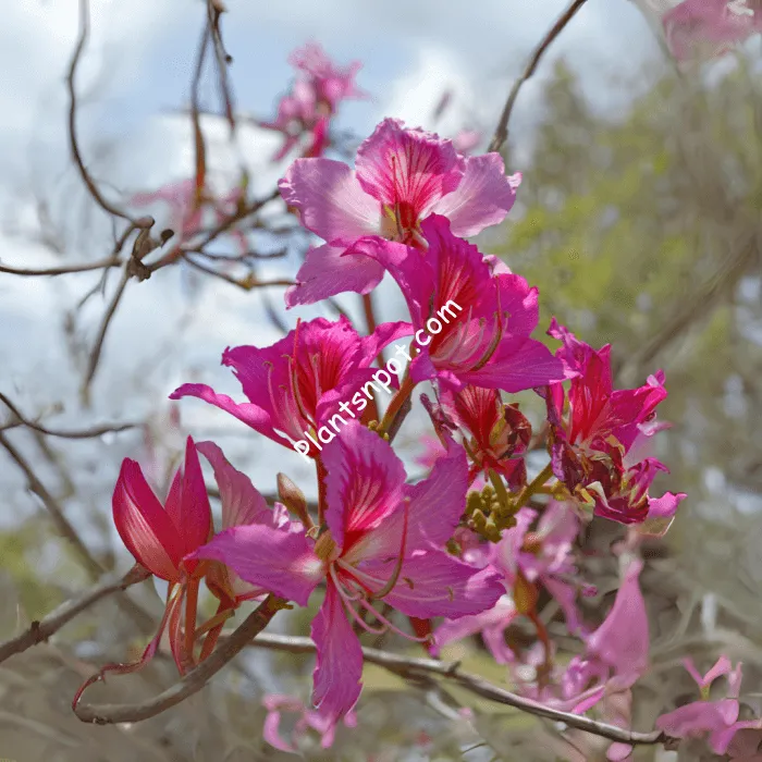 Bauhinia Variegata - Camel’s Foot Tree - Kachnar