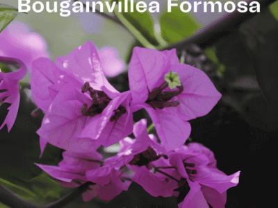 Lilac Purple Bougainvillea Formosa