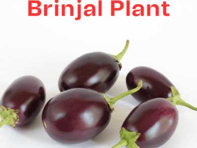 Buy Organic Brinjal Plant
