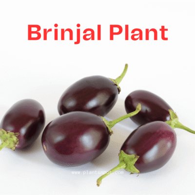 Buy Organic Brinjal Plant