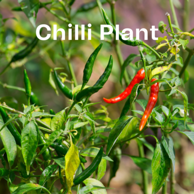 Green Chilli Plant