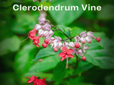 Clerodendrum Bleeding Heart Vine