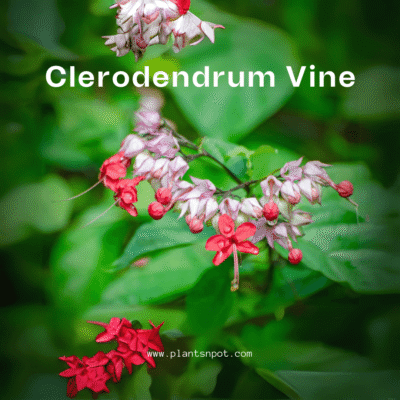 Clerodendrum Bleeding Heart Vine
