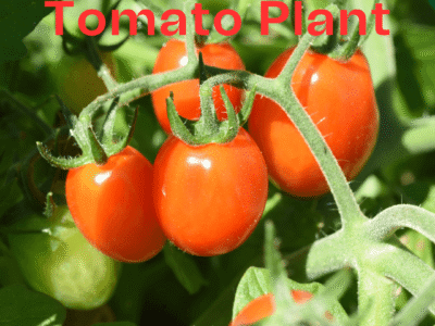 Tomato Plant – Fresh, Juicy Tomatoes at Home