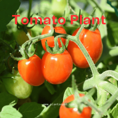 Tomato Plant – Fresh, Juicy Tomatoes at Home
