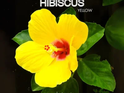 Hibiscus Flower Plant