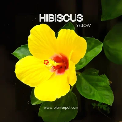 Hibiscus Flower Plant