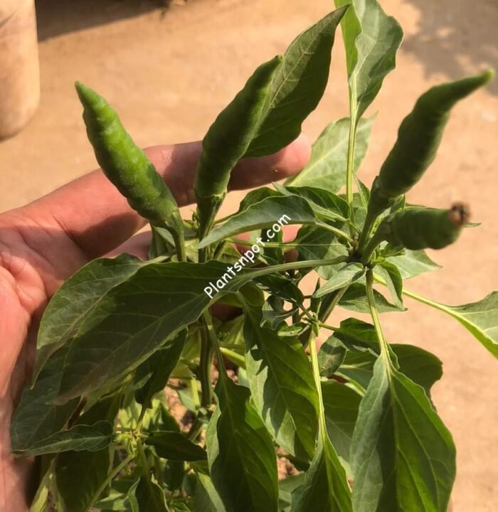 Green Chilli Plant - Image 2