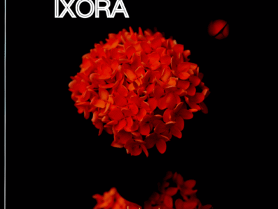 Ixora | Flame of the Woods Flower Plant