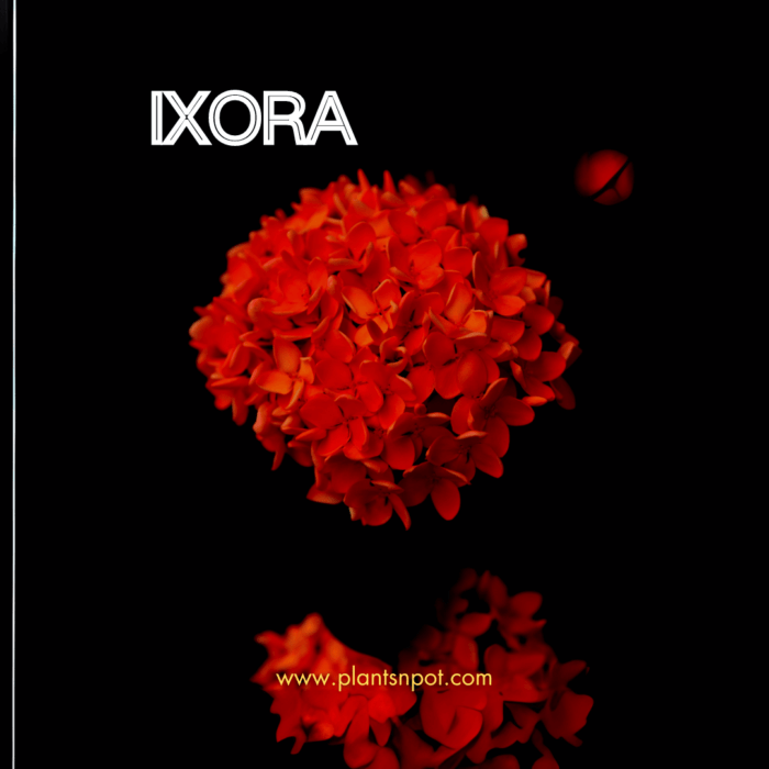 Ixora | Flame of the Woods Flower Plant