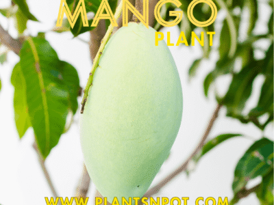 Grafted Mango Plant
