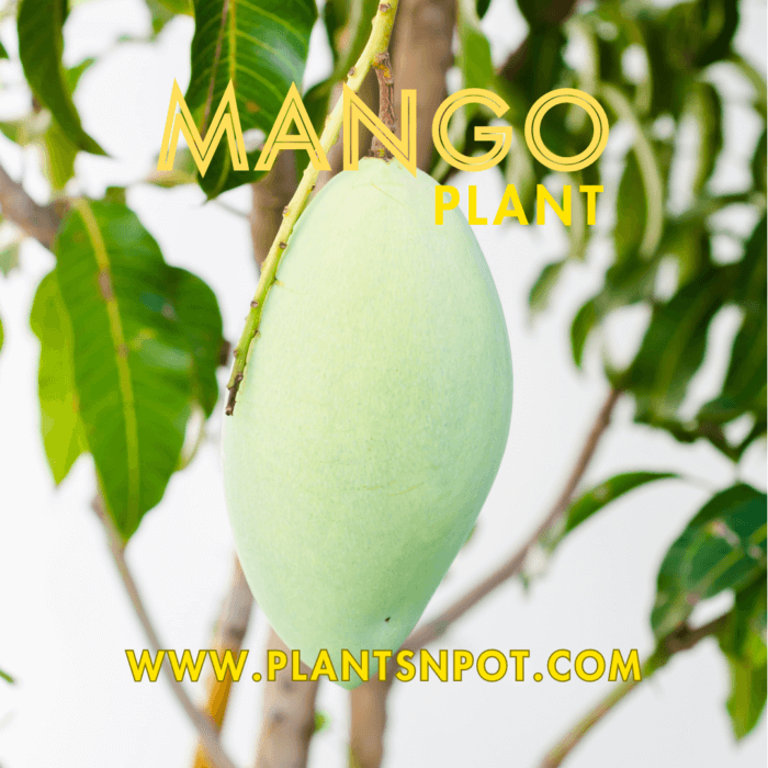 Grafted Mango Plant