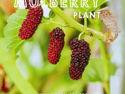Green Mulberry