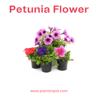 Petunia Flower - Colorful & Vibrant Blooms | Plantsnpot.com Karachi