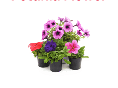Petunia Flower - Colorful & Vibrant Blooms | Plantsnpot.com Karachi