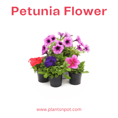 Petunia Flower - Colorful & Vibrant Blooms | Plantsnpot.com Karachi