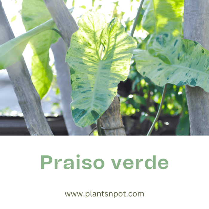 Praiso Verde - Unique & Lush Indoor Plant