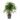 Rhapis-excelsa-Lady-Palm-XLarge_5000x.jpg