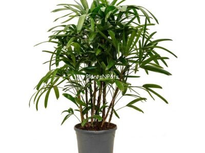 Lady Palm-Rhapis excelsa