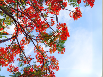 Royal Poinciana- Gul Mohor Flowering Tree